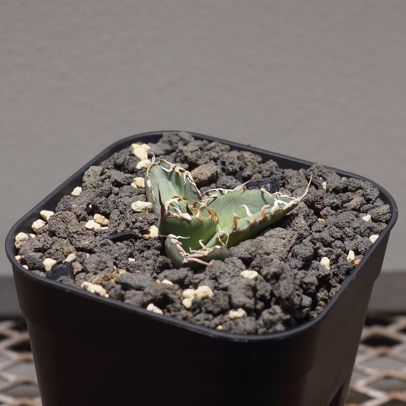 アガベ チタノタ シャークソウイ 子株 SS-10 | アガベ専門店