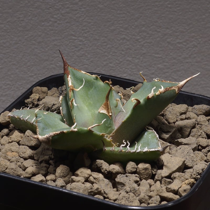 アガベ チタノタ 黒豹/子株 BP-05 | アガベ専門店 モンスターハウス