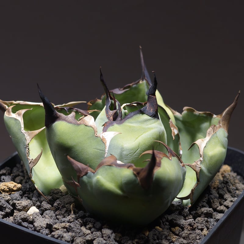 アガベ チタノタ ブラックアンドブルー/bb-28 | アガベ専門店