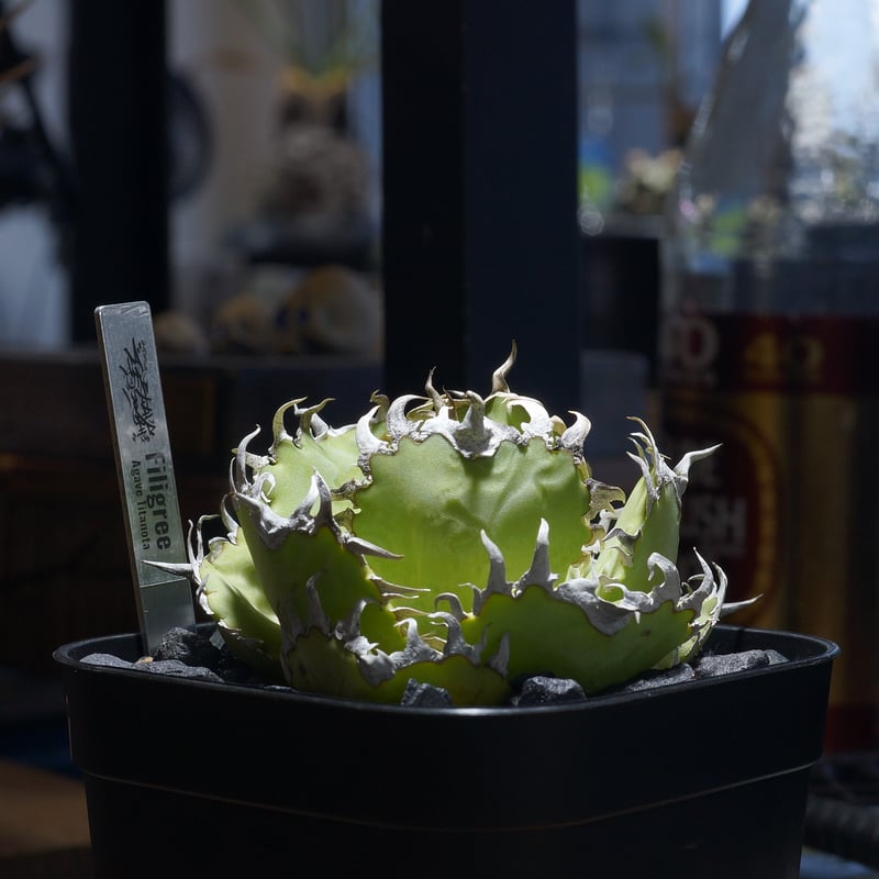 アガベ チタノタ フィリグリー /fg-06 | アガベ専門店 モンスターハウス