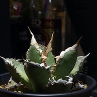 アガベ チタノタ 白鯨 子株 鉢付き（WW-14） | アガベ専門店