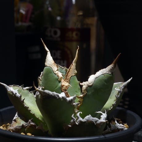 アガベ専門店 モンスターハウス