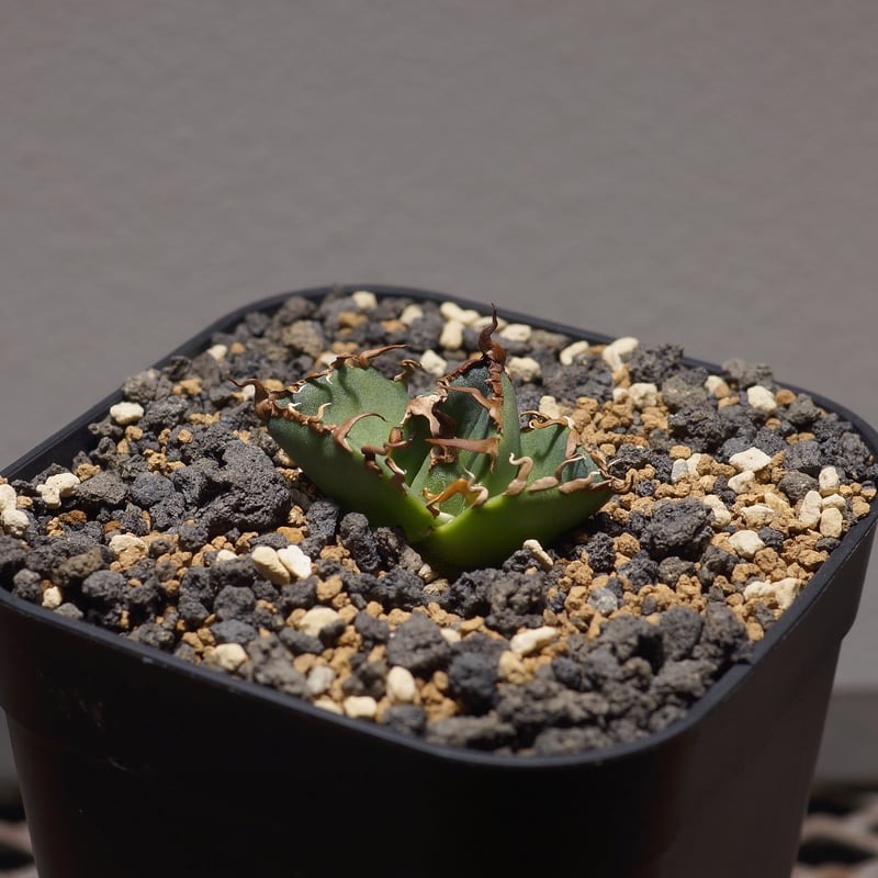 アガベ チタノタ シーザー 凱撒/cae-05 | アガベ専門店 モンスターハウス