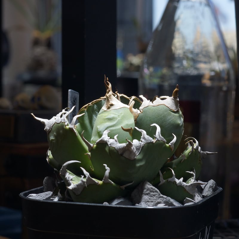 アガベ 魔丸 アガベ チタノタ 魔丸 / MG-11 | アガベ専門店 モンスターハウス