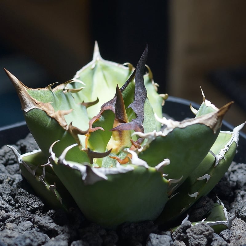 アガベ チタノタ 白犀牛/ wr-03 | アガベ専門店 モンスターハウス