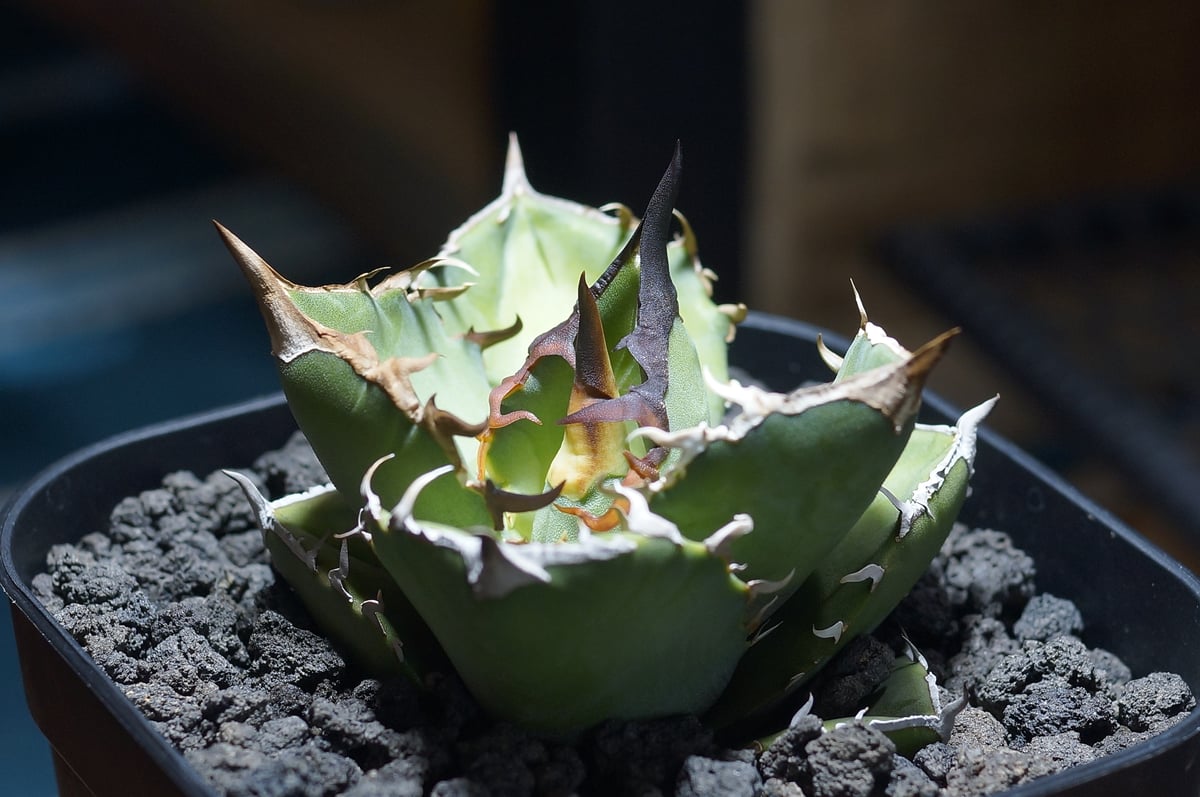 アガベ　チタノタ　白犀牛 アガベ チタノタ 白犀牛/ wr-03 | アガベ専門店 モンスターハウス