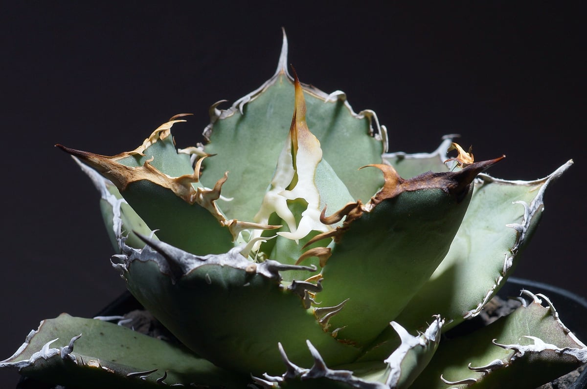 アガベ ウェベリー 超特大株 アガベ ウェベリー 超特大株