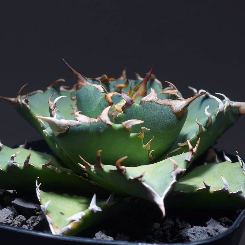 【大株】アガベ　バラクーダ　インドネシア株　鉢ごとメルカリ便発送　6号鉢 優良血統 希少株】アガベ バラクーダ（BR-09）インドネシア輸入株