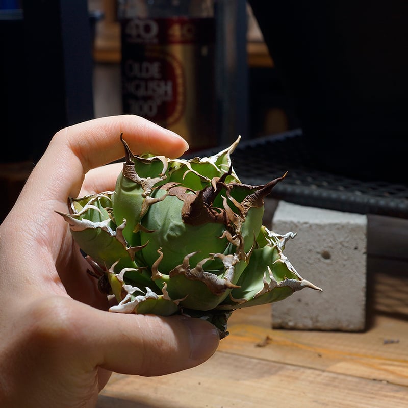 アガベ チタノタ 魔丸 / MG-18 | アガベ専門店 モンスターハウス