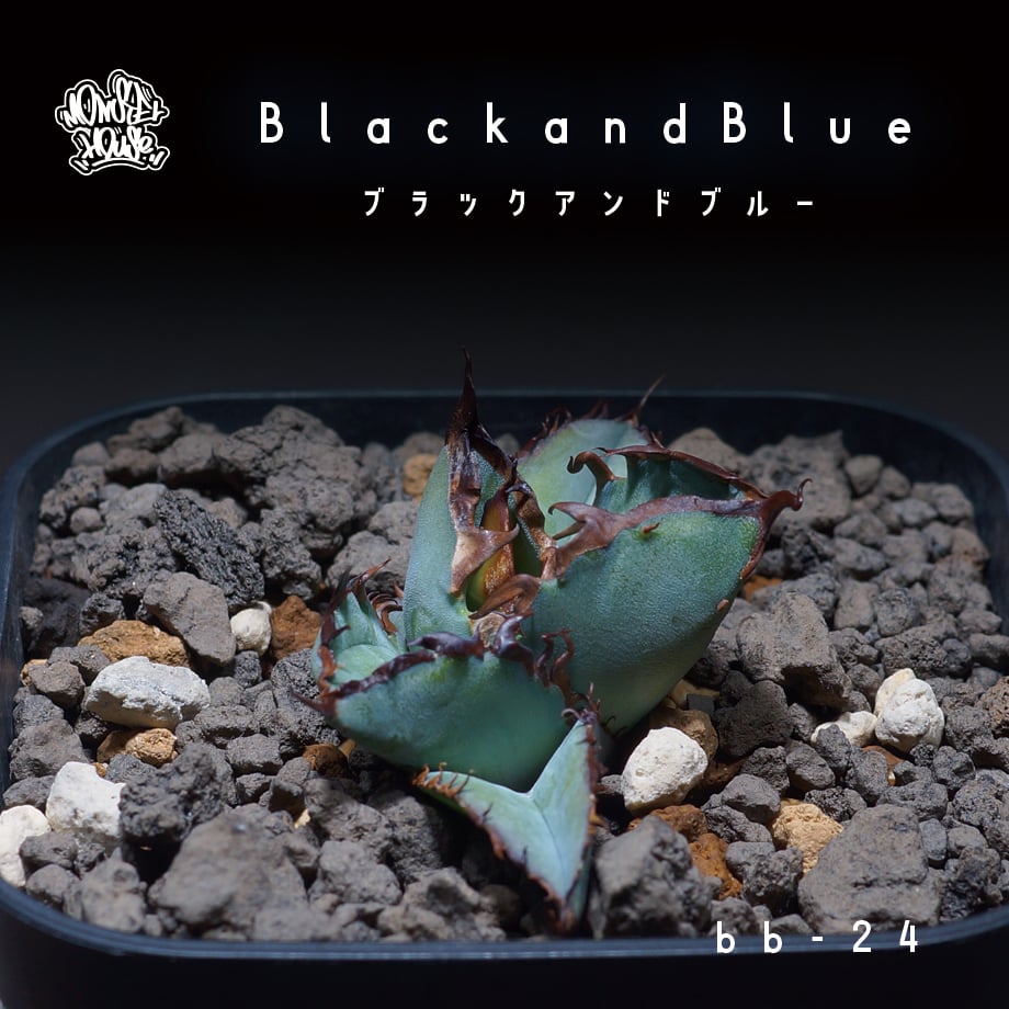 アガベ チタノタ ブラックアンドブルー/bb-24 | アガベ専門店