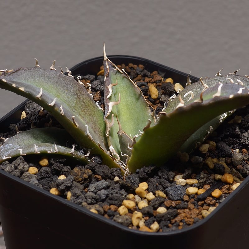 アガベ チタノタ 白鯨/ww-20 | アガベ専門店 モンスターハウス