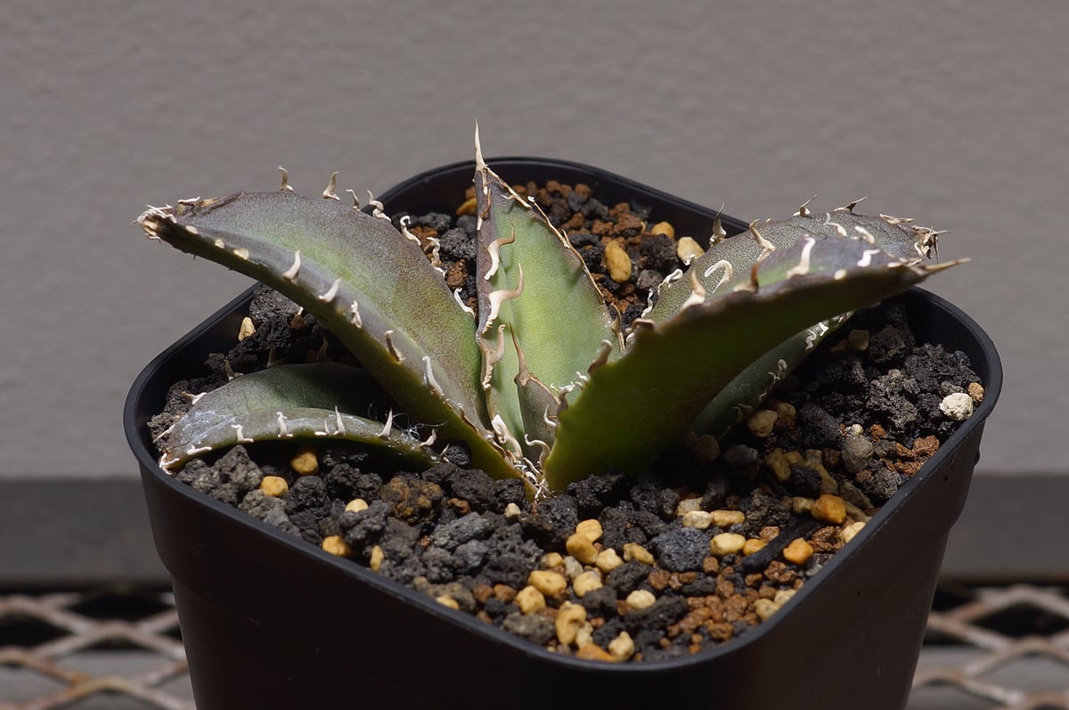 【大幅値引中】選抜 白鯨 ワシャワシャ鋸歯 アガベ チタノタ 悪魔くん 大幅値引中】選抜株 ロングスパイン白鯨 アガベ チタノタ 白鯨 (悪魔くん)