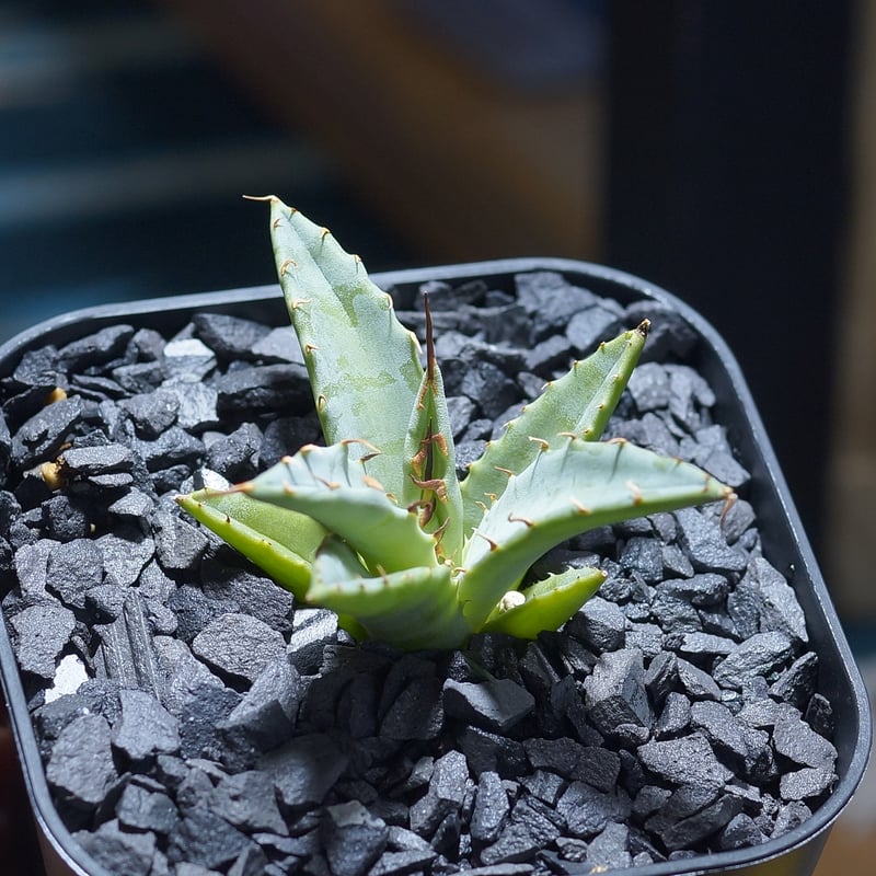 アガベ ハイブリッド 妖炎×姫厳竜/ Y×H-09 | アガベ専門店