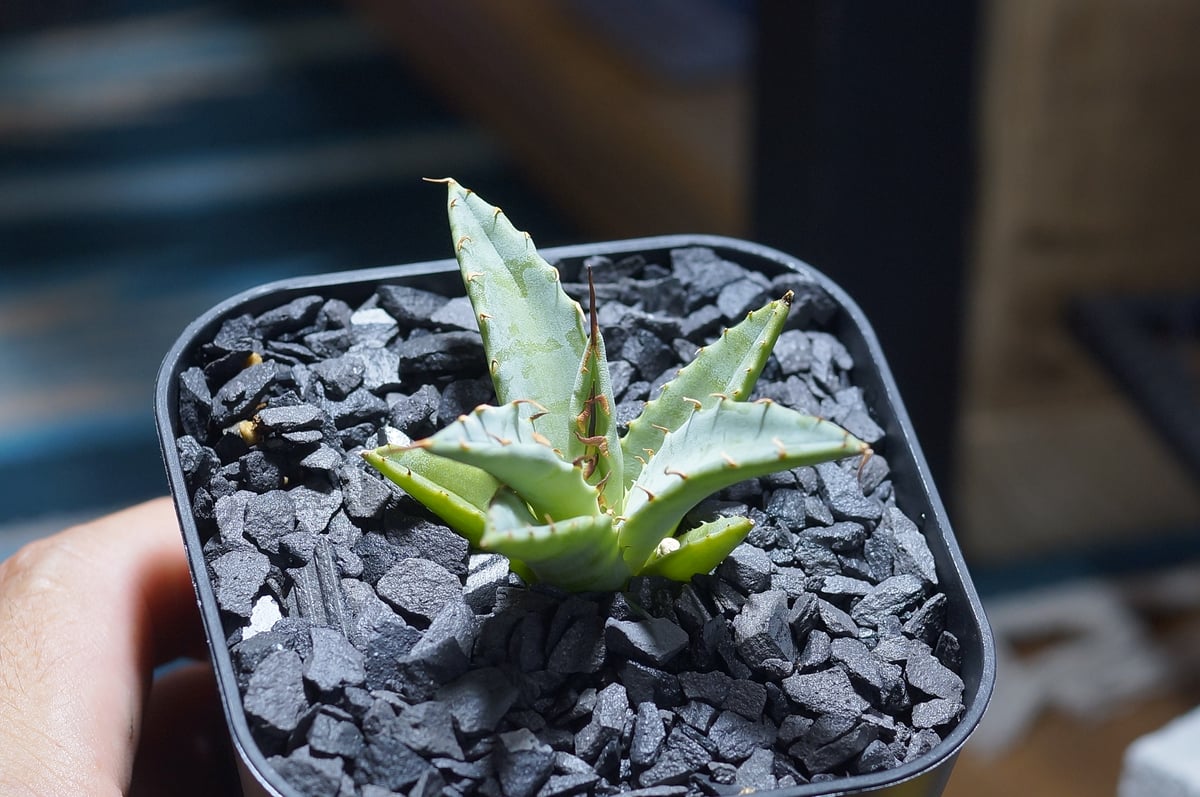 アガベ hyb ユタ姫 妖炎×姫厳竜 鉢植え発送 🔥🔥🔥 