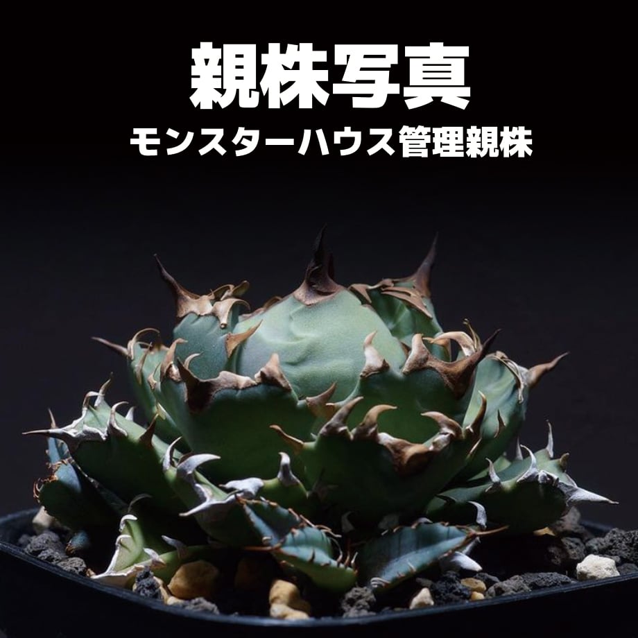 アガベ チタノタ 姫厳竜/子株 HM-04 | アガベ専門店 モンスター アガベ チタノタ 姫厳竜/子株 HM-04 | アガベ専門店 モンスター