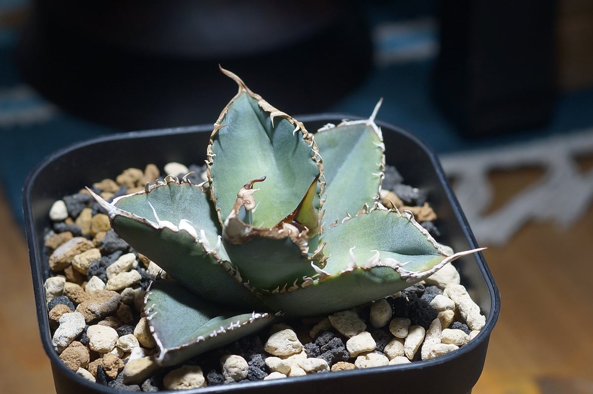 アガベ チタノタ 緑幽霊 / GG-07 | アガベ専門店 モンスターハウス