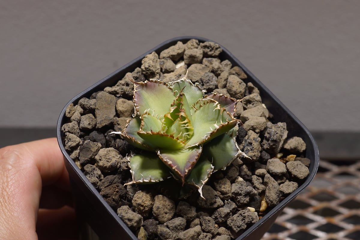 アガベ チタノタ フィリグリー /fg-01 | アガベ専門店 モンスターハウス