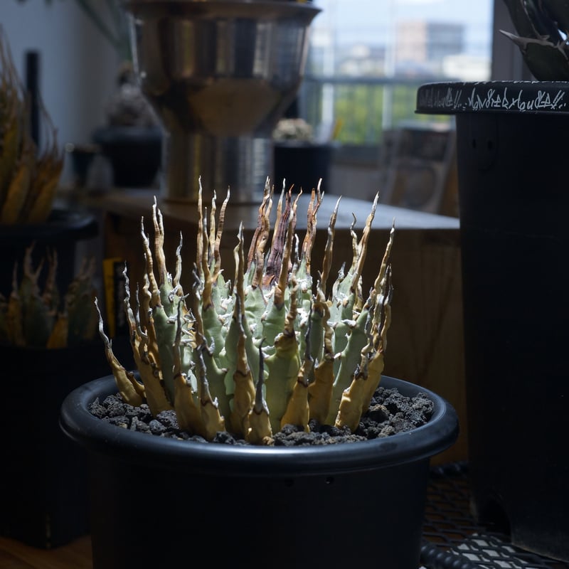 アガベ　ユタエンシス　エボリスピナ　選抜 アガベ ユタエンシス エボリスピナ 実生 陽炎選抜 014 – linkplants