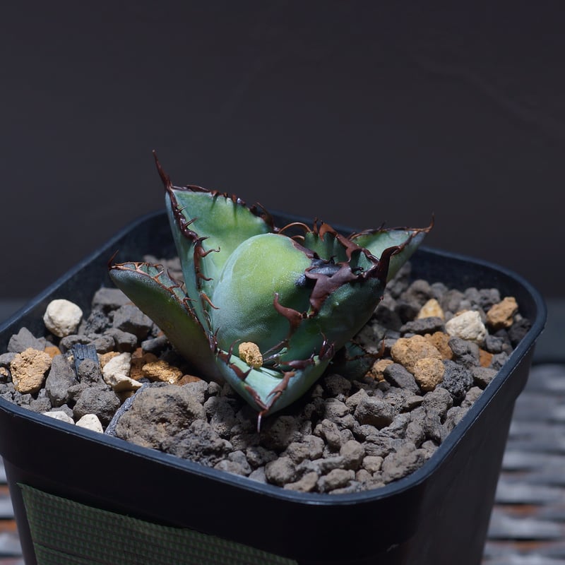 アガベ ブラックアンドブルー 大株 親株 アガベ チタノタ ブラック