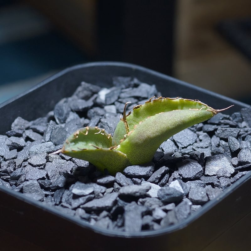 アガベ チタノタ 毒刺S/ 毒刺産 S-01 | アガベ専門店 モンスターハウス