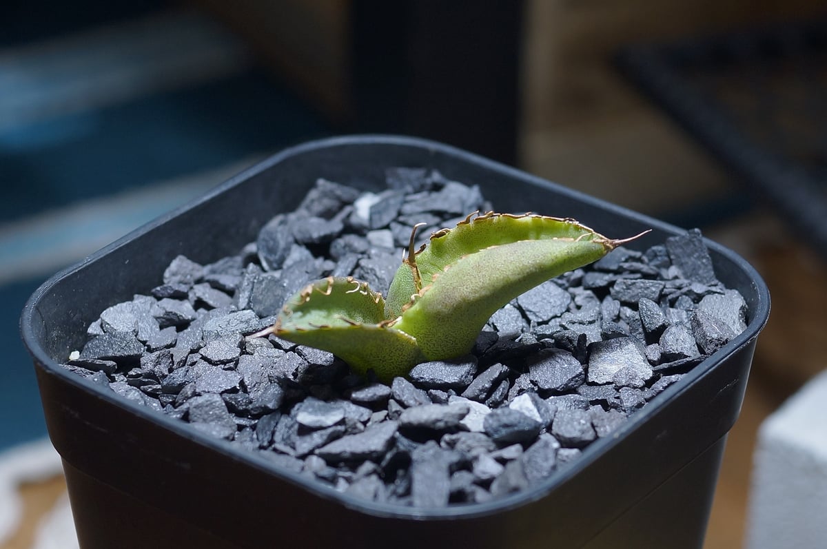 アガベ チタノタ 毒刺S/ 毒刺産 S-01 | アガベ専門店 モンスターハウス