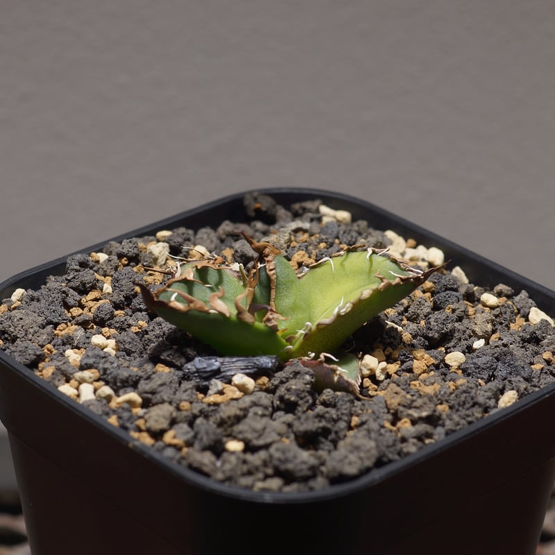 アガベ チタノタ シーザー 凱撒/cae-09 | アガベ専門店 モンスターハウス