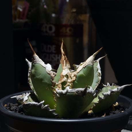 アガベ✴︎チタノタ✴︎ドラゴンクロー✴︎大きめ中美株✴︎短葉極上強棘✴︎低重心✴︎タグ付き アガベ✴︎チタノタ✴︎ドラゴンクロー✴︎大きめ中美株✴︎短葉極上強