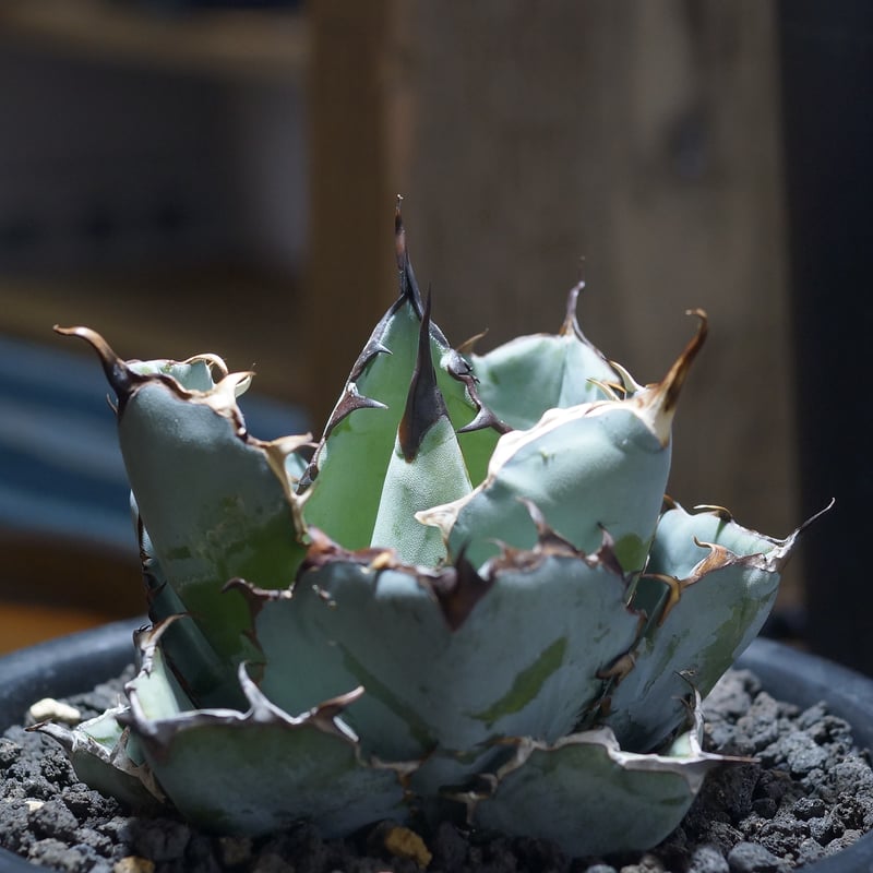 アガベ チタノタ ブラックアンドブルー/bb-39 | アガベ専門店