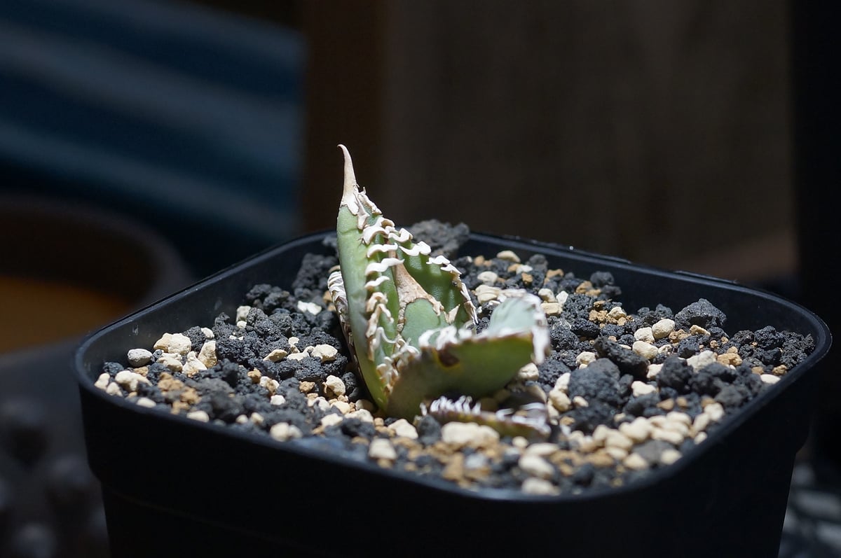 アガベ GODZILLA Agave titanota 