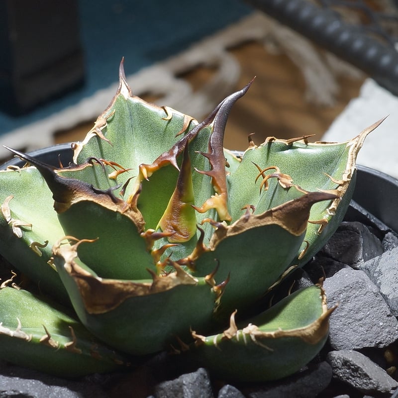 アガベ チタノタ 緑犀牛/ Dragon Agave産 GR-03 | アガベ専門店 モンス