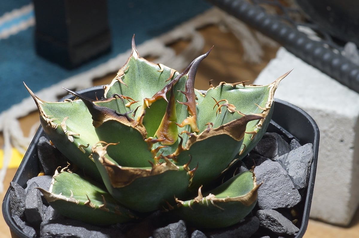 fit=scale-down,w=1200