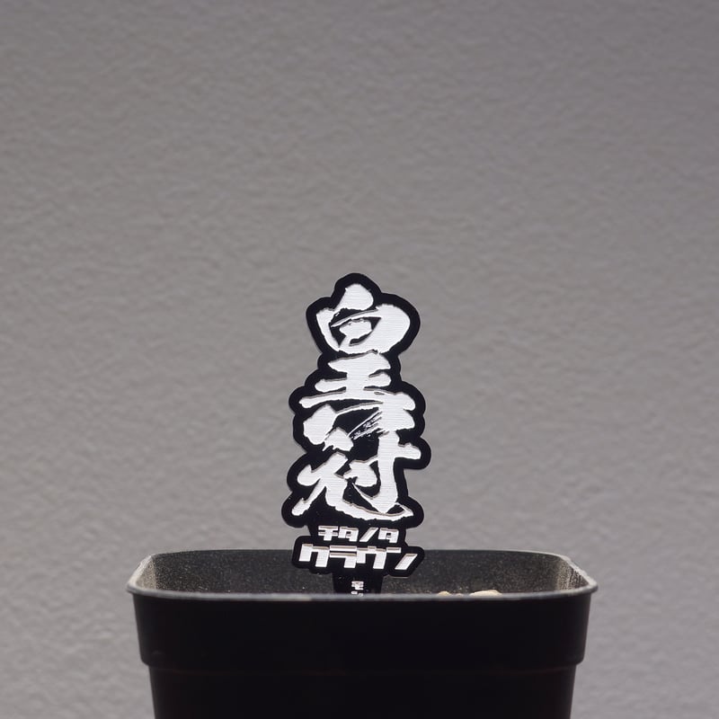 アガベ 品種 プランツタグ 黒】チタノタ 皇冠 | アガベ専門店