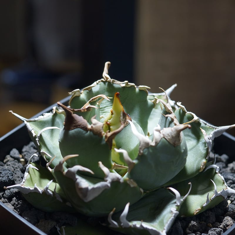 アガベ　チタノタ　魔丸 アガベ チタノタ 魔丸 / MG-10 | アガベ専門店 モンスターハウス