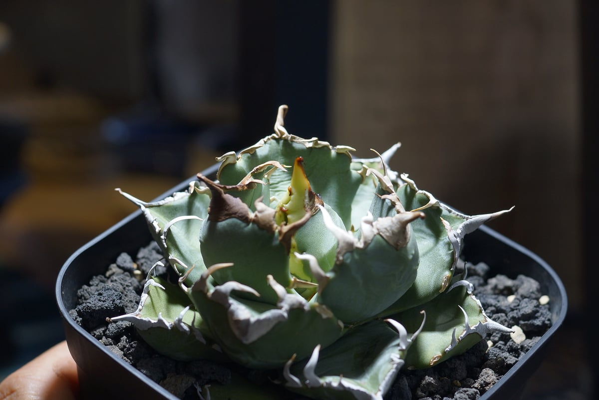 アガベ 魔丸 アガベ成長記録🌱魔丸 コンパクトな魔丸、これまでたいしたトラブルも