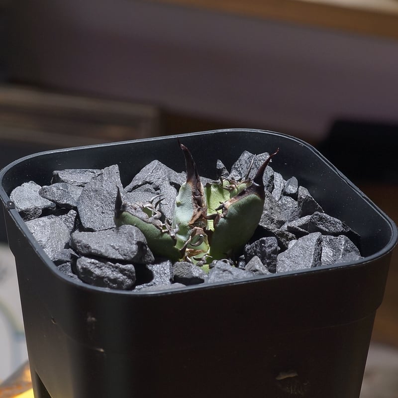 特選　アガベ　チタノタブルー　実生 アガベ：チタノタブルー 実生セレクト 3.5号鉢植え23-03 の通販