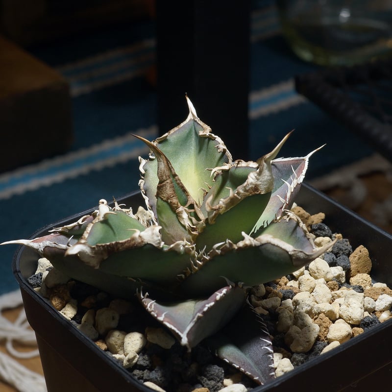 緑幽霊 中株 アガベオテロイ チタノタ アガベ チタノタ 緑幽霊 / GG-07 | アガベ専門店 モンスターハウス