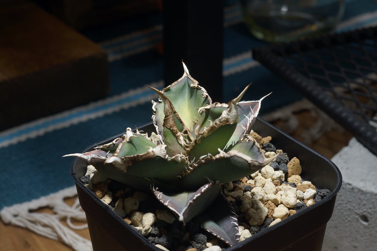 アガベ チタノタ　グリーンモンスター　緑幽霊 ダークグリーン アガベ チタノタ 緑幽霊 / GG-07 | アガベ専門店 モンスターハウス