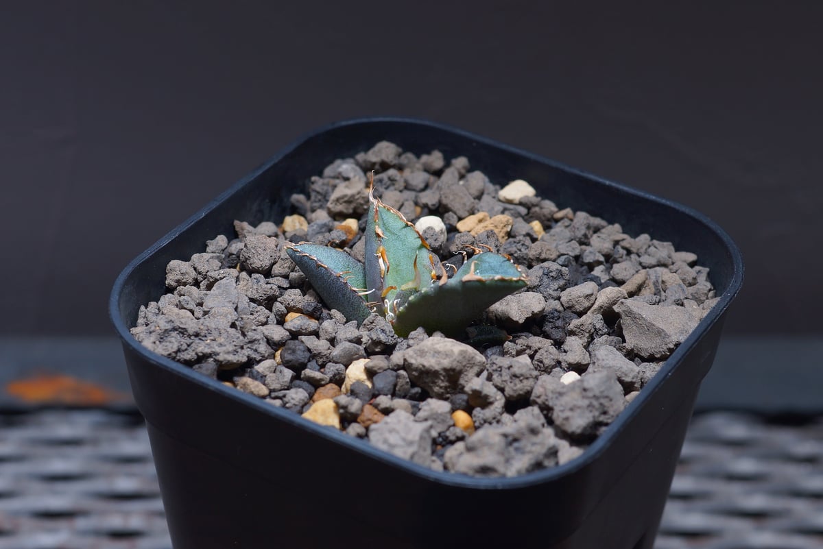 アガベ オテロイ FO-76/子株 F-18 | アガベ専門店 モンスターハウス