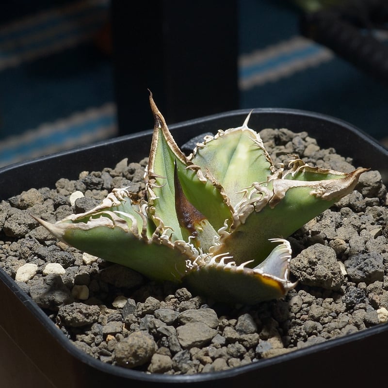 アガベ チタノタ 星空 / HZ-02 | アガベ専門店 モンスターハウス