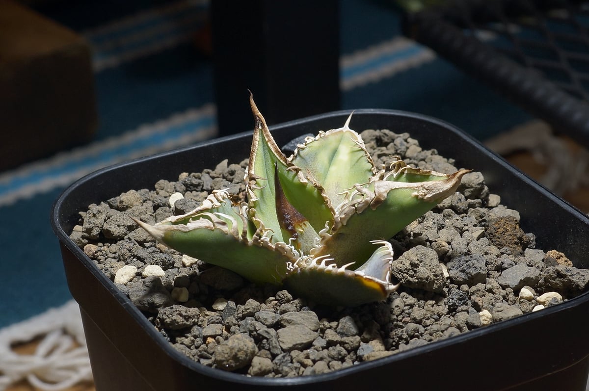 アガベ チタノタ 星空 / HZ-02 | アガベ専門店 モンスターハウス