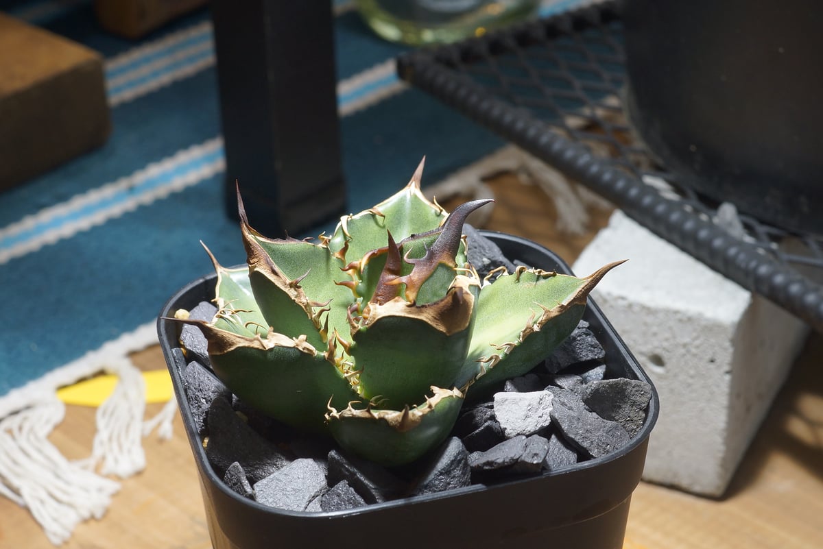 緑犀牛　Green rinho アガベ　ドラゴンアガベ アガベ チタノタ 緑犀牛/ Dragon Agave産 GR-02 | アガベ専門店 モンス