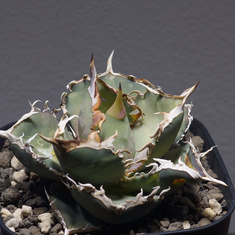 【アガベ】【オテロイ】【親株】【選抜】FO-076 園芸ネット本店｜[棚卸セール]アガベ：オテロイ（FO-076 エフオーゼロ