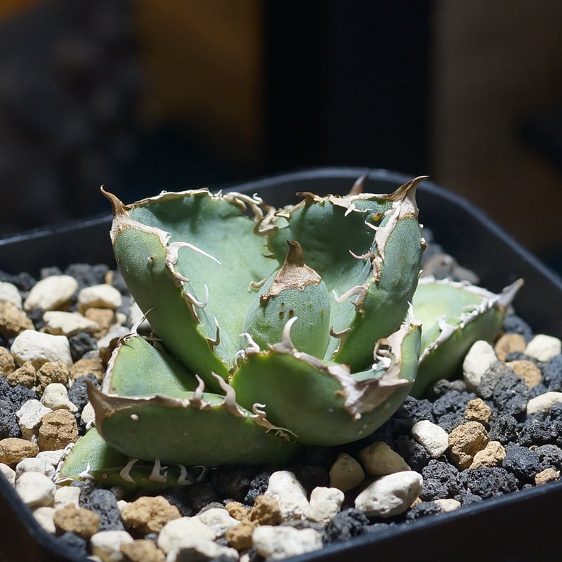 アガベ　疣猪　A アガベ・チタノタ 疣猪/丸叶背刺（芽）-012｜agave titanota warthog