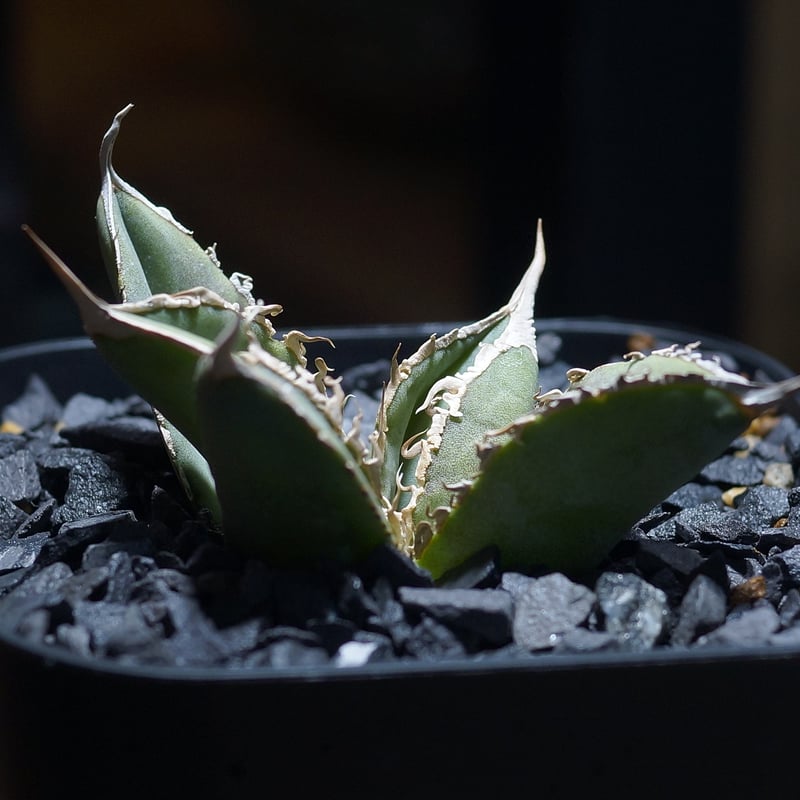 アガベ チタノタ X犀牛/ Dragon Agave産 xr-01 | アガベ専門店 モンス