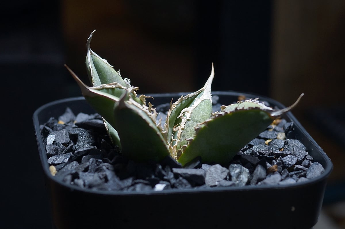 アガベ チタノタ X犀牛/ Dragon Agave産 xr-01 | アガベ専門店 モンス