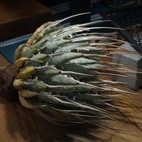 アガベ オアハカ オテロイ/ 親株 ox-08 | アガベ専門店 モンスターハウス