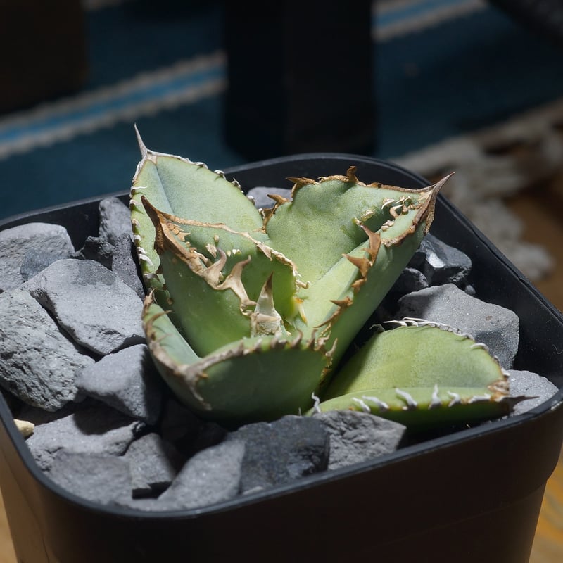 アガベ チタノタ 鰐亀 / WG-01 | アガベ専門店 モンスターハウス