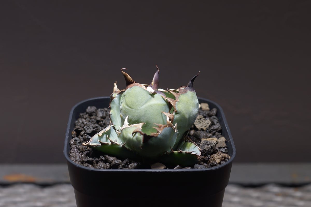 【最終値下げ】チタノタ『◤悪魔BB◢ブラックアンドブルー』数株限定子株 最終値下げ】チタノタ『◤悪魔BB◢ブラックアンドブルー』数株