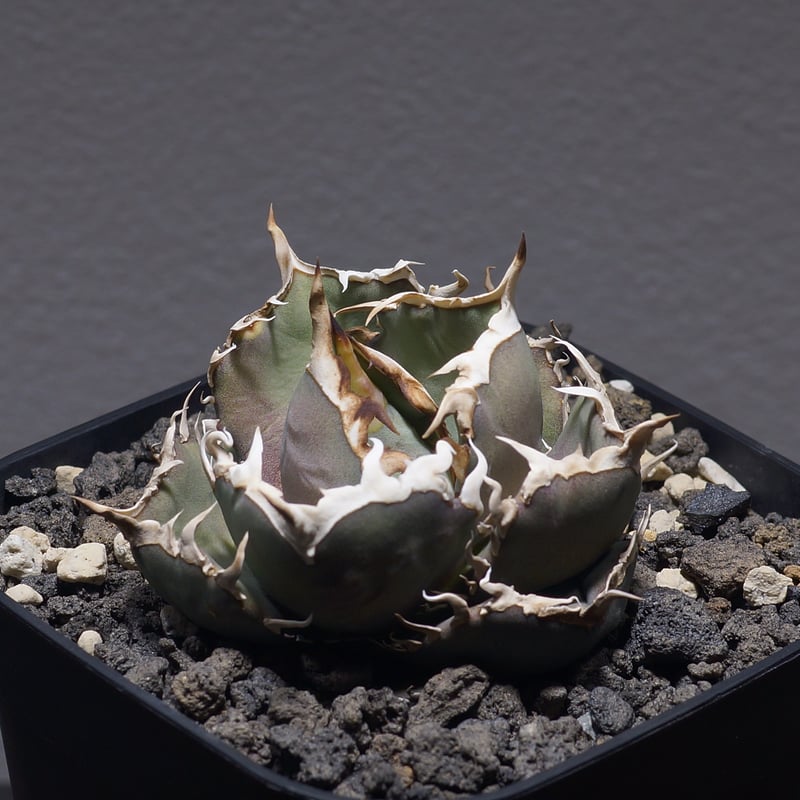 アガベ オテロイ FO-76/子株 F-27 | アガベ専門店 モンスターハウス