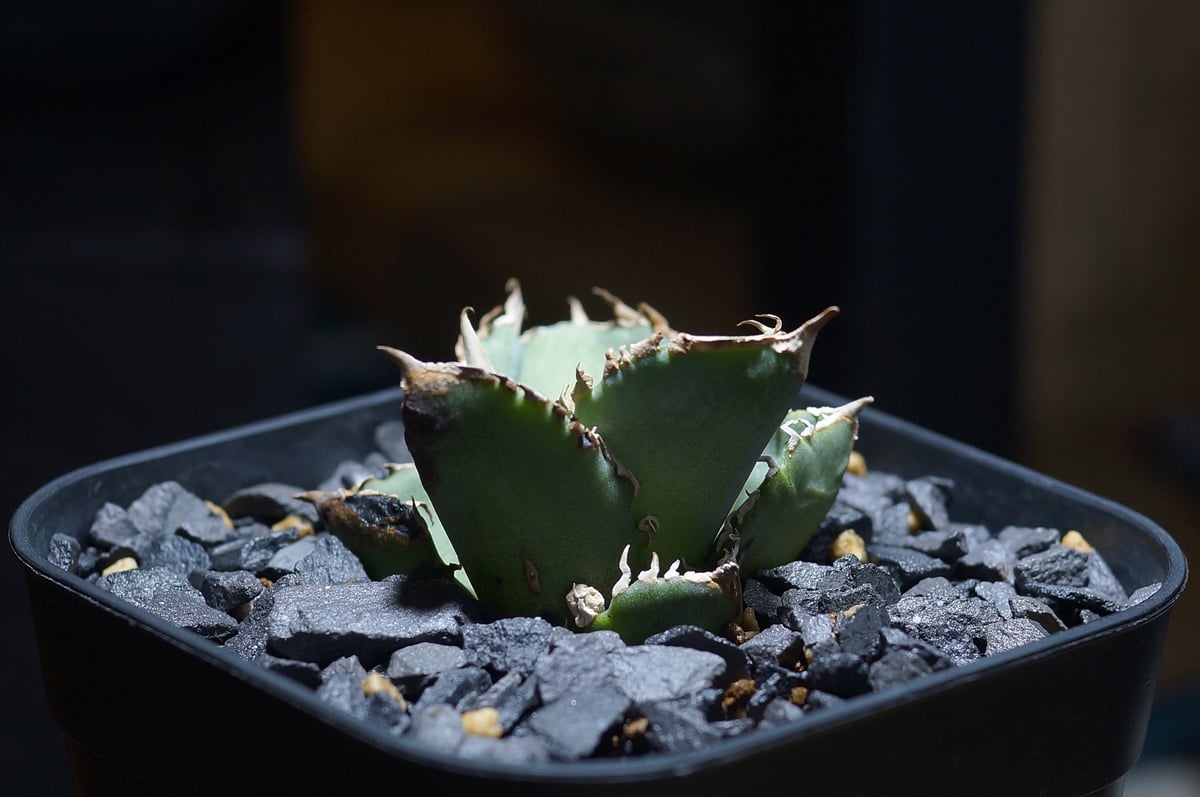 アガベ チタノタ 清櫻/ Dragon Agave産 so-03 | アガベ専門店